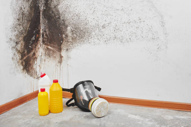 Trusted Ortonville, MI Mold Removal Experts