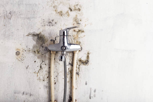 Best Local Mold Removal Service  in Ortonville, MI
