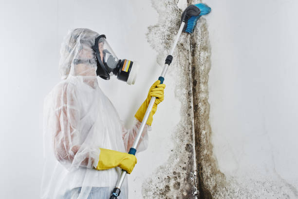 Best Mold Remediation  in Ortonville, MI