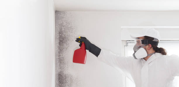 Best Emergency Mold Removal  in Ortonville, MI