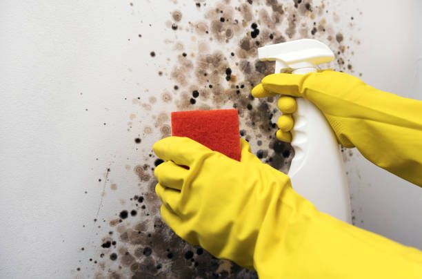 Best Fast Mold Removal  in Ortonville, MI