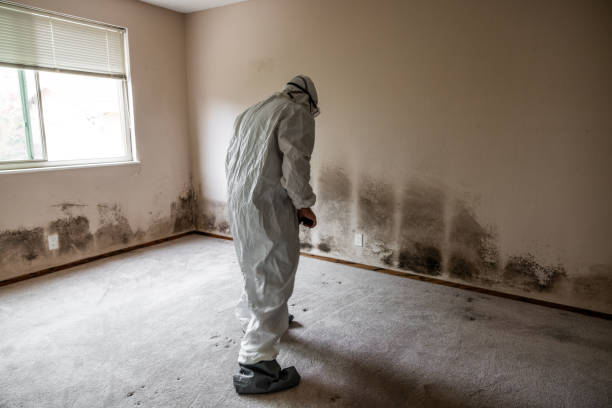 Mold Removal Process in Ortonville, MI