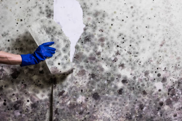 Best Toxic Mold Removal  in Ortonville, MI